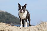 BOSTON TERRIER 277